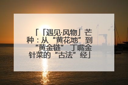 「遇见·风物」芒种：从“黄花地”到“黄金链” 丁嘴金针菜的“古法”经