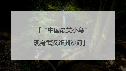 “中国最美小鸟”现身武汉新洲沙河