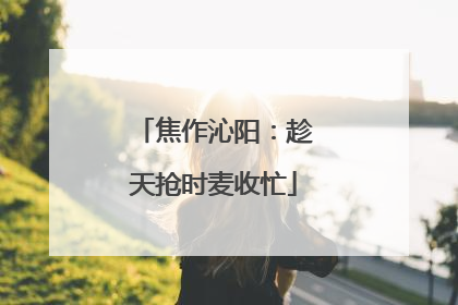 焦作沁阳：趁天抢时麦收忙