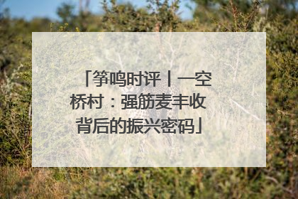 筝鸣时评丨一空桥村：强筋麦丰收背后的振兴密码