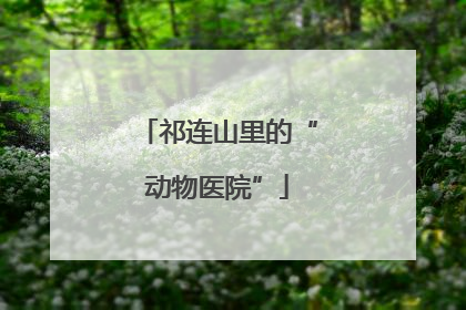 祁连山里的“动物医院”