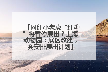 网红小老虎“红糖”将暂停展出？上海动物园：展区改建，会安排展出计划