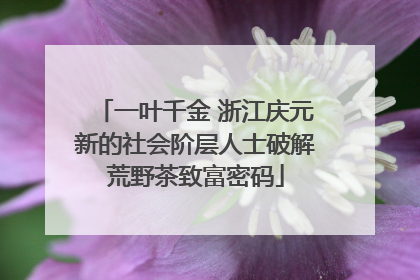 一叶千金 浙江庆元新的社会阶层人士破解荒野茶致富密码