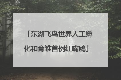 东湖飞鸟世界人工孵化和育雏首例红嘴鸥