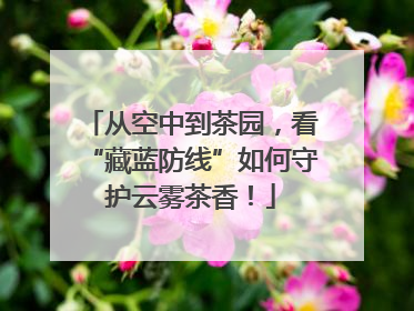 从空中到茶园，看“藏蓝防线”如何守护云雾茶香！
