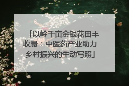 以岭千亩金银花田丰收景：中医药产业助力乡村振兴的生动写照