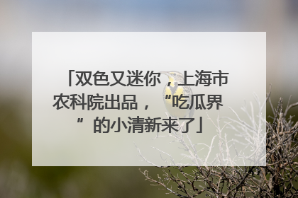 双色又迷你，上海市农科院出品，“吃瓜界”的小清新来了