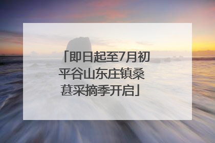 即日起至7月初 平谷山东庄镇桑葚采摘季开启