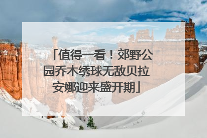 值得一看！郊野公园乔木绣球无敌贝拉安娜迎来盛开期
