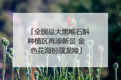全国最大黑喉石斛种植区再添新景 金色花海扮靓龙陵