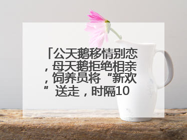 公天鹅移情别恋，母天鹅拒绝相亲，饲养员将“新欢”送走，时隔10天原配重逢