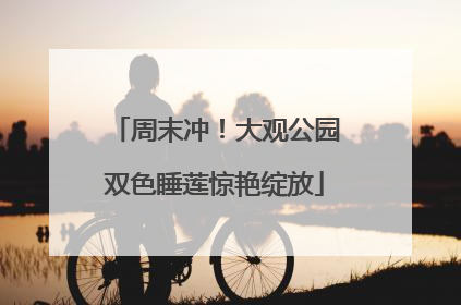 周末冲！大观公园双色睡莲惊艳绽放