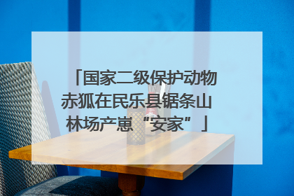 国家二级保护动物赤狐在民乐县锯条山林场产崽“安家”