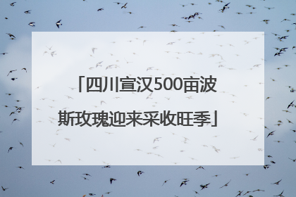 四川宣汉500亩波斯玫瑰迎来采收旺季