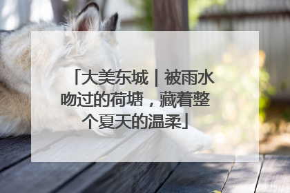 大美东城｜被雨水吻过的荷塘，藏着整个夏天的温柔