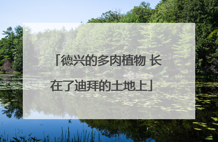 德兴的多肉植物 长在了迪拜的土地上