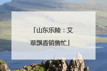 山东乐陵：艾草飘香销售忙