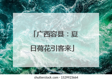 广西容县：夏日荷花引客来