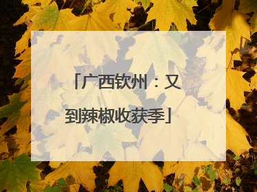 广西钦州：又到辣椒收获季