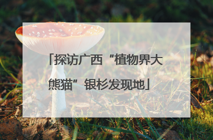 探访广西“植物界大熊猫”银杉发现地