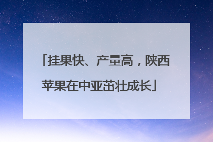 挂果快、产量高，陕西苹果在中亚茁壮成长