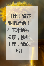 比手臂还粗的蘑菇！在玉米地被发现，柳州市民：能吃吗