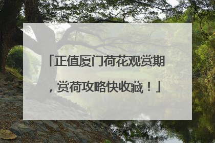 正值厦门荷花观赏期，赏荷攻略快收藏！