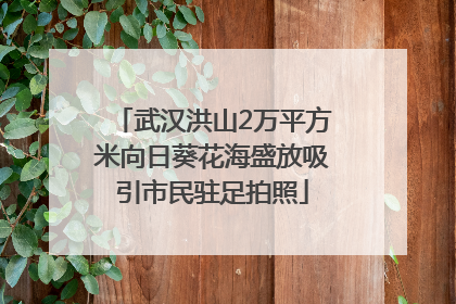 武汉洪山2万平方米向日葵花海盛放吸引市民驻足拍照
