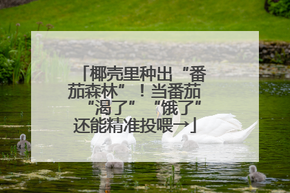 椰壳里种出“番茄森林”！当番茄“渴了”“饿了”还能精准投喂→