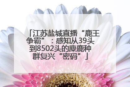 江苏盐城直播“鹿王争霸”：感知从39头到8502头的麋鹿种群复兴“密码”