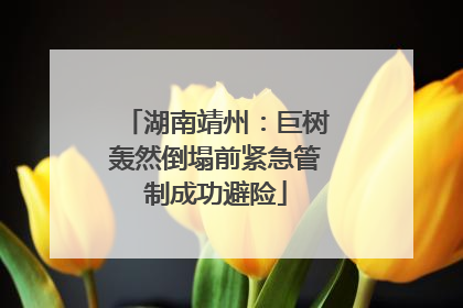 湖南靖州：巨树轰然倒塌前紧急管制成功避险