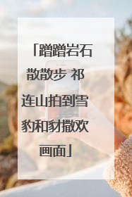 蹭蹭岩石散散步 祁连山拍到雪豹和豺撒欢画面