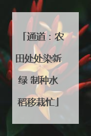 通道：农田处处染新绿 制种水稻移栽忙