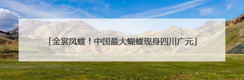 金裳凤蝶！中国最大蝴蝶现身四川广元