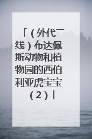 （外代二线）布达佩斯动物和植物园的西伯利亚虎宝宝（2）